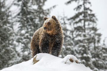Close wild big brown bear in winter forest