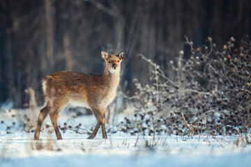 Female Roe deer in the winter forest. Animal in natural habitat