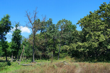 Summer landscape of Letea Natural Reserve Forest, unique landmark in Europe (Danube Delta Romania) 