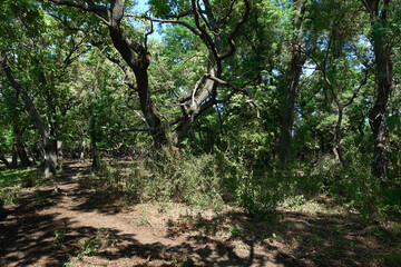 Summer landscape of Letea Natural Reserve Forest, unique landmark in Europe (Danube Delta Romania) 