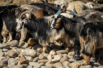 Wild Mountain goats are sold in the Pokhara market for animal sacrifice for local Hindu festival Dashain Dussehra in Katmandu, Nepal.