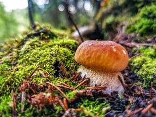 beautiful white mushroom grows in the forest in the sun