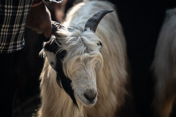 Wild Mountain goats are sold in the Pokhara market for animal sacrifice for local Hindu festival Dashain Dussehra in Katmandu, Nepal.