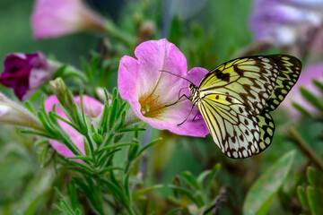 Macro shots, Beautiful nature scene. Closeup beautiful butterfly sitting on the flower in a summer garden.