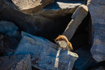 Curious Ermine Closes its Eyes While Perched on Rock
