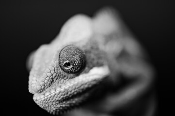 black and white Blurred Chameleon Face close up 