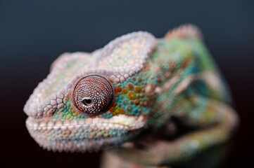 Blurred Chameleon Face close up 