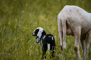 Young sheep of a farm on a lush meadow in Switzerland