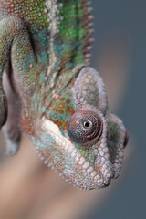 Chameleon upside down face close up 