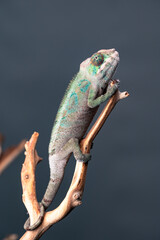 chameleon on branch  3