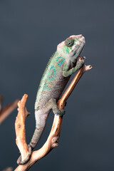 chameleon on branch 2