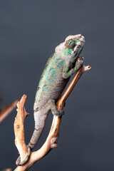 chameleon on branch 