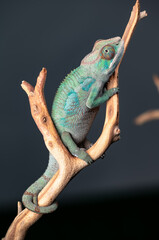 Color chameleon in studio shoot 2