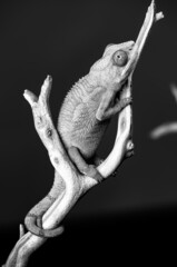 Black and white chameleon in studio shoot 2