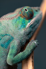Chameleon Close Up 2