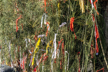 Fototapeta premium Wild Mountain goats and buffaloes are cut as animal sacrifice in a Temple in Katmandu for Dashain Dussehra in Nepal