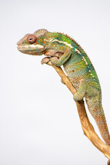Chameleon on white background