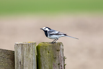 white wagtail
