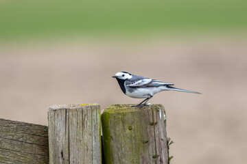 white wagtail