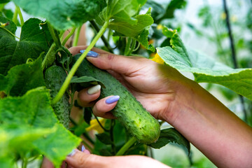 Harvesting organic cucumbers. Female hand picks a fresh cucumber in greenhouse.