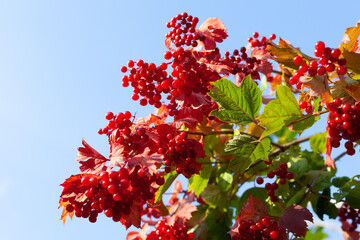 Ripe viburnum berries, vitamin berries.