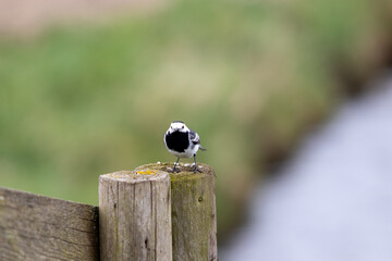 white wagtail