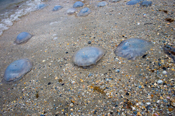 Dead jellyfish lie on the seashore on the sand