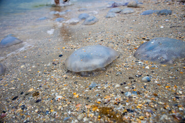 Dead jellyfish lie on the seashore on the sand