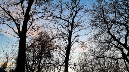 Silhouettes of trees against the sky. Winter Sunset.