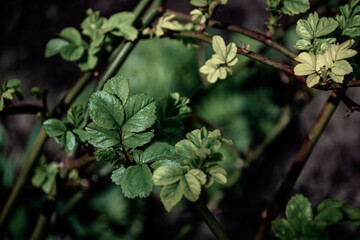 Rose leaves on a bush. Dark green background.