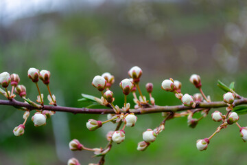 Closed white buds on a cherry branch.