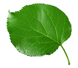 apricot green leaf isolated on white background. clipping path