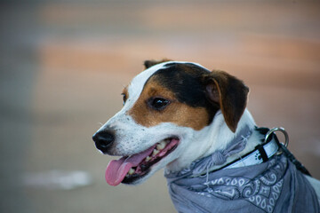The dog of the Jack Russell breed with a bandana around his neck