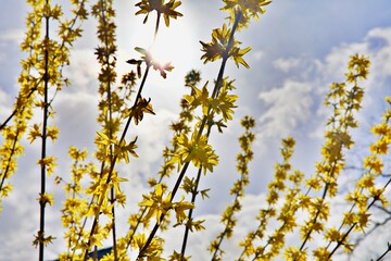 Nahaufnahme Blumenblüte