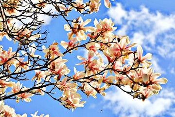 Nahaufnahme Blumenblüte