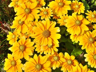 Obraz premium Nahaufnahme Blumenblüte