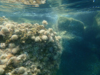 Red seaweed Jania adhaerens undersea, Aegean Sea, Greece, Halkidiki
