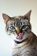 portrait of a gray tabby cat with tongue out looking at camera