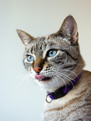 portrait of a gray tabby cat with tongue out
