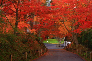 世界遺産　岩手県平泉町　紅葉の中尊寺