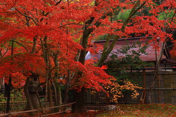 世界遺産　岩手県平泉町　紅葉の中尊寺