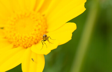 Machimus decipiens insect is standing on a yellow Chrysanthemum flower.