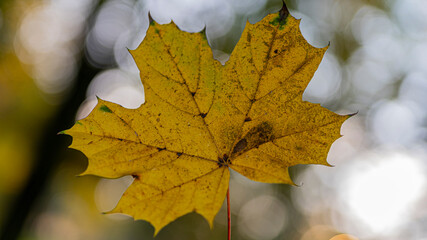 Klimatyczne ujęcie jesiennego liścia klonu - obrazy, fototapety, plakaty