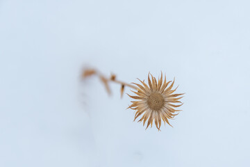 dried out flower in the snow - Colorado - USA