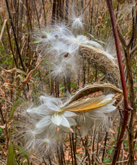 Closeup of milkweed seeds (Asclepias tuberosa) fluffed up by the wind and ready to become airborne. Closeup. Copy space.	
