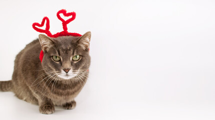 grey cat in a homemade headband with red hearts on a white background with a place for text