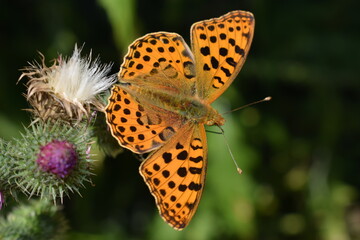 Motyl na tle ostropestu. 