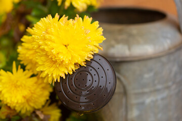 Rain drops collect on the yellow petals of chrysanthemum flowers and drip from the spout of a rustic watering can.