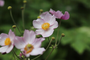 pink and white flowers