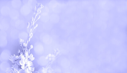 Very peri color of the year 2022, abstract floral background with soft selective focus, blurred floral banner with space